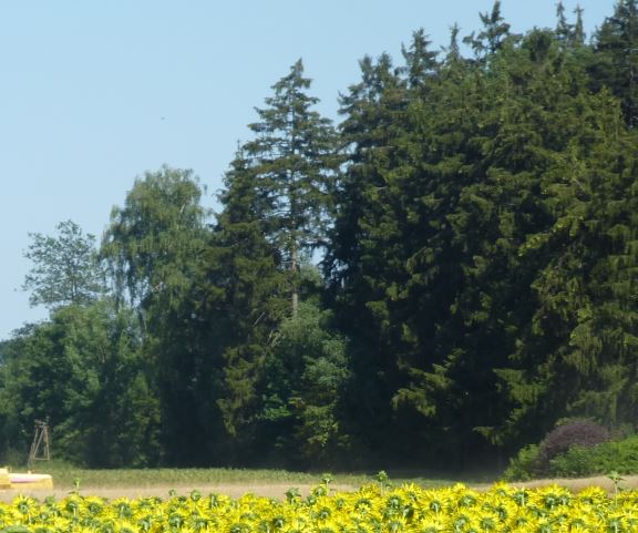 Wald