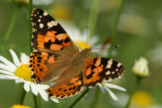 Schmetterling Blumenwiese - Helmut Naneder