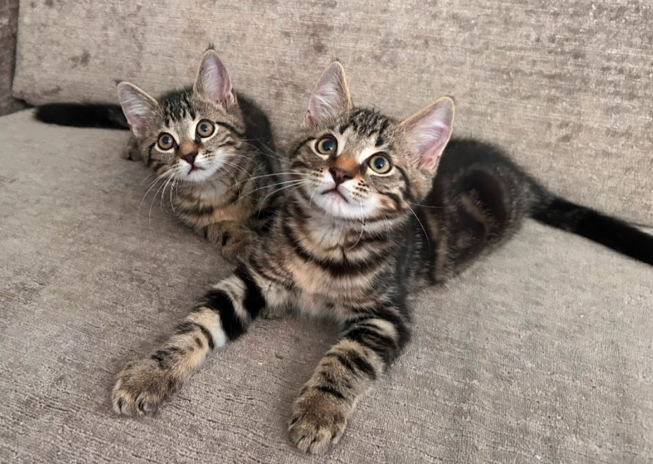 zwei Katzenbabys gefunden