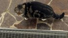 Fundkatze Dietrichstetten Fundkatze Dietrichstetten
